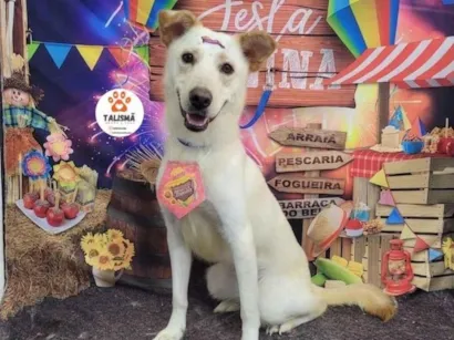 Cachorro raça SRD-ViraLata idade 1 ano nome Zury 
