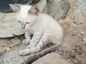 Gato raça SRD-ViraLata idade 2 a 6 meses nome Yuki