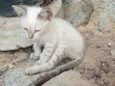 Yuki