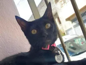 Gato raça SRD-ViraLata idade 7 a 11 meses nome Amora