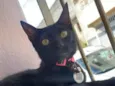Amora