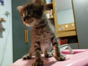 Gato raça SRD-ViraLata idade 2 a 6 meses nome fumaça 