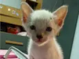 mingau