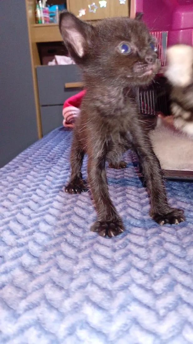 Gato raça SRD-ViraLata idade Abaixo de 2 meses nome furacão 