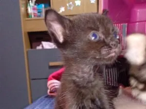 Gato raça SRD-ViraLata idade Abaixo de 2 meses nome furacão 