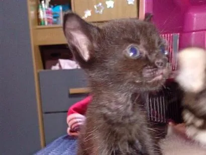 Gato raça SRD-ViraLata idade Abaixo de 2 meses nome furacão 