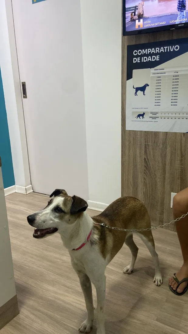 Cachorro raça SRD-ViraLata idade 2 a 6 meses nome Luna