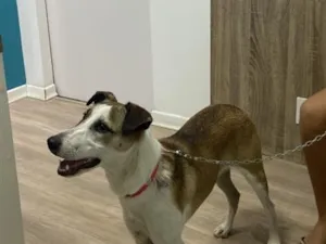 Cachorro raça SRD-ViraLata idade 2 a 6 meses nome Luna