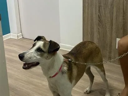 Cachorro raça SRD-ViraLata idade 2 a 6 meses nome Luna