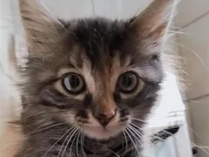 Gato raça SRD-ViraLata idade 2 a 6 meses nome Sem nome.