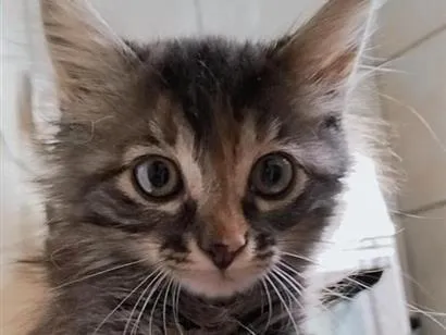 Gato raça SRD-ViraLata idade 2 a 6 meses nome Sem nome.