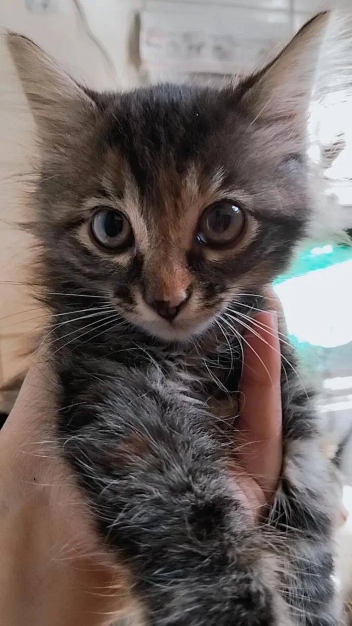 Gato raça SRD-ViraLata idade 2 a 6 meses nome Sem nome.