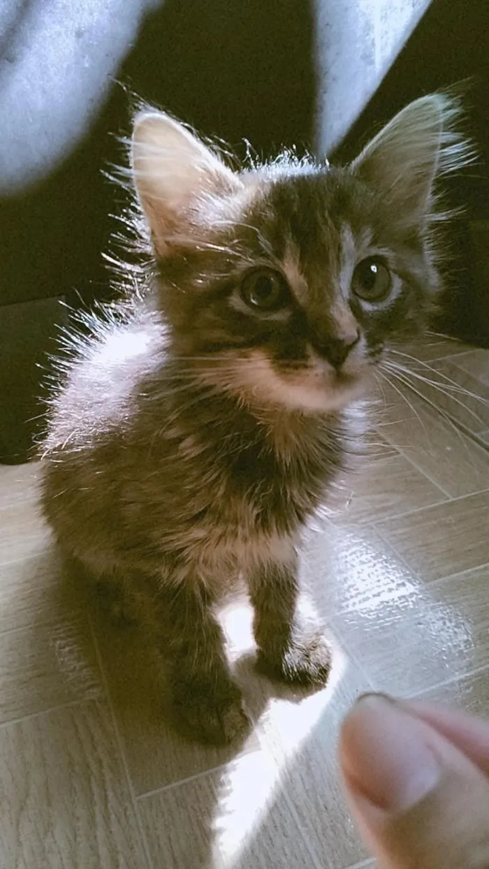 Gato raça SRD-ViraLata idade 2 a 6 meses nome Sem nome.