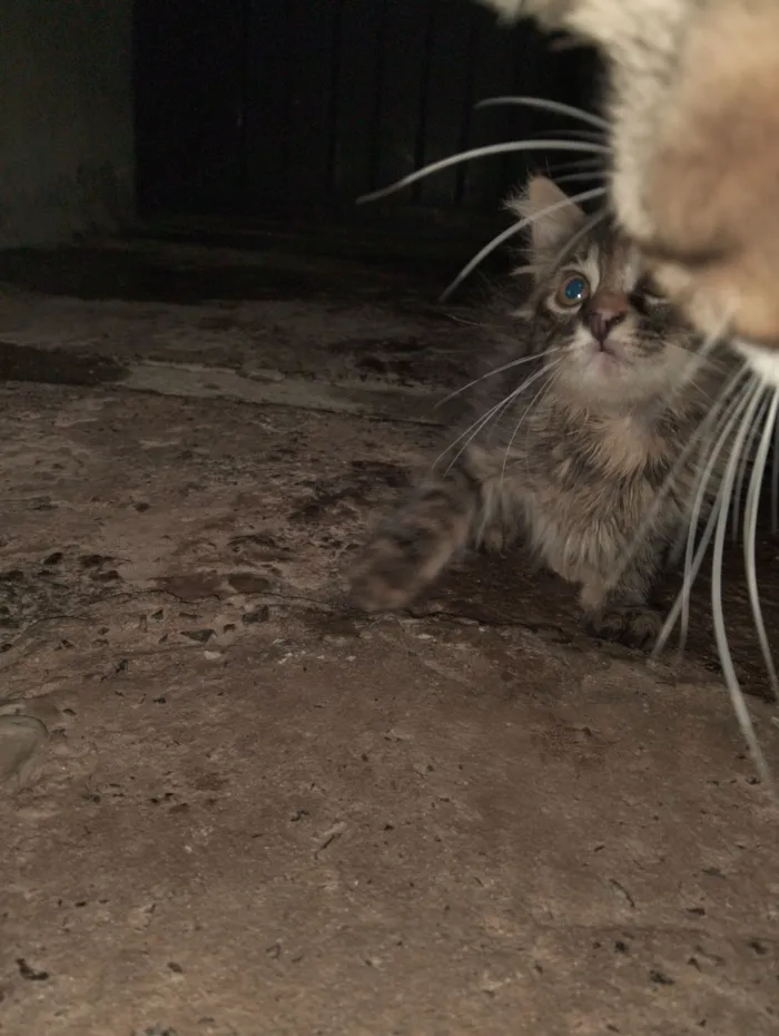 Gato raça SRD-ViraLata idade 2 a 6 meses nome Sem nome.