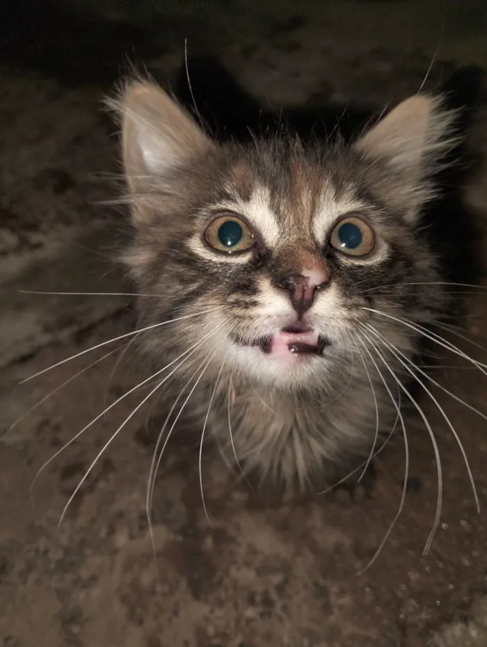 Gato raça SRD-ViraLata idade 2 a 6 meses nome Sem nome.