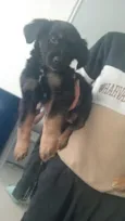 Bob 
