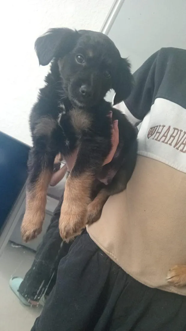 Cachorro raça SRD-ViraLata idade 2 a 6 meses nome Bob 