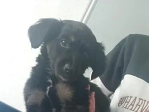 Cachorro raça SRD-ViraLata idade 2 a 6 meses nome Bob 