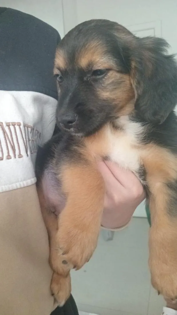 Cachorro raça SRD-ViraLata idade 2 a 6 meses nome Aurora 
