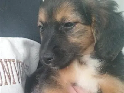Cachorro raça SRD-ViraLata idade 2 a 6 meses nome Aurora 