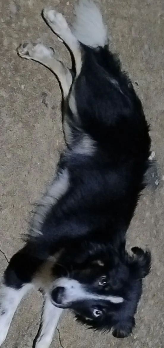 Cachorro raça SRD-ViraLata idade 1 ano nome Spike 