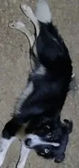 Spike
