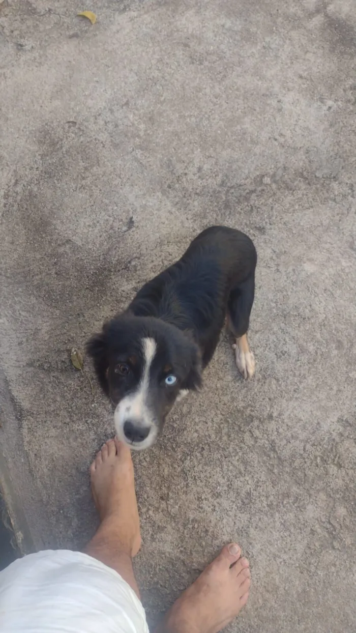Cachorro raça SRD-ViraLata idade 1 ano nome Spike 