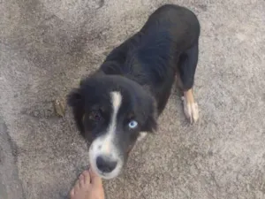Cachorro raça SRD-ViraLata idade 1 ano nome Spike 