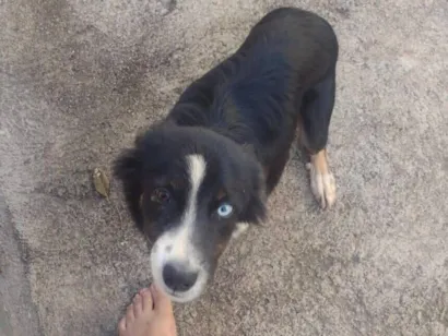 Cachorro raça SRD-ViraLata idade 1 ano nome Spike 