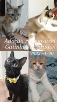 Ágata, Angela, Rafael e Theodoro 