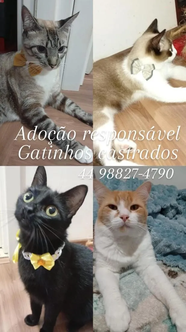 Gato raça SRD-ViraLata idade 2 anos nome Ágata, Angela, Rafael e Theodoro 