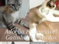 Ágata, Angela, Rafael e Theodoro 