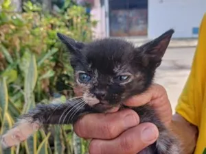 Gato raça SRD-ViraLata idade 2 a 6 meses nome pedro