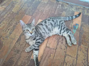 Gato raça SRD-ViraLata idade 2 a 6 meses nome Scar