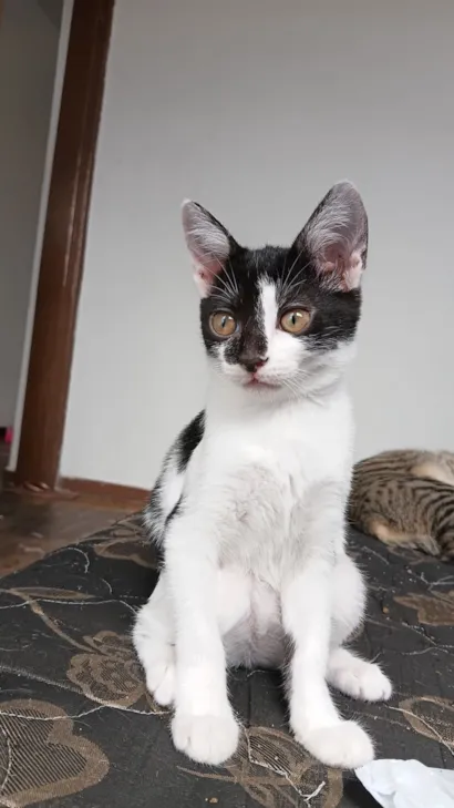 Gato raça SRD-ViraLata idade 2 a 6 meses nome srta Girassol