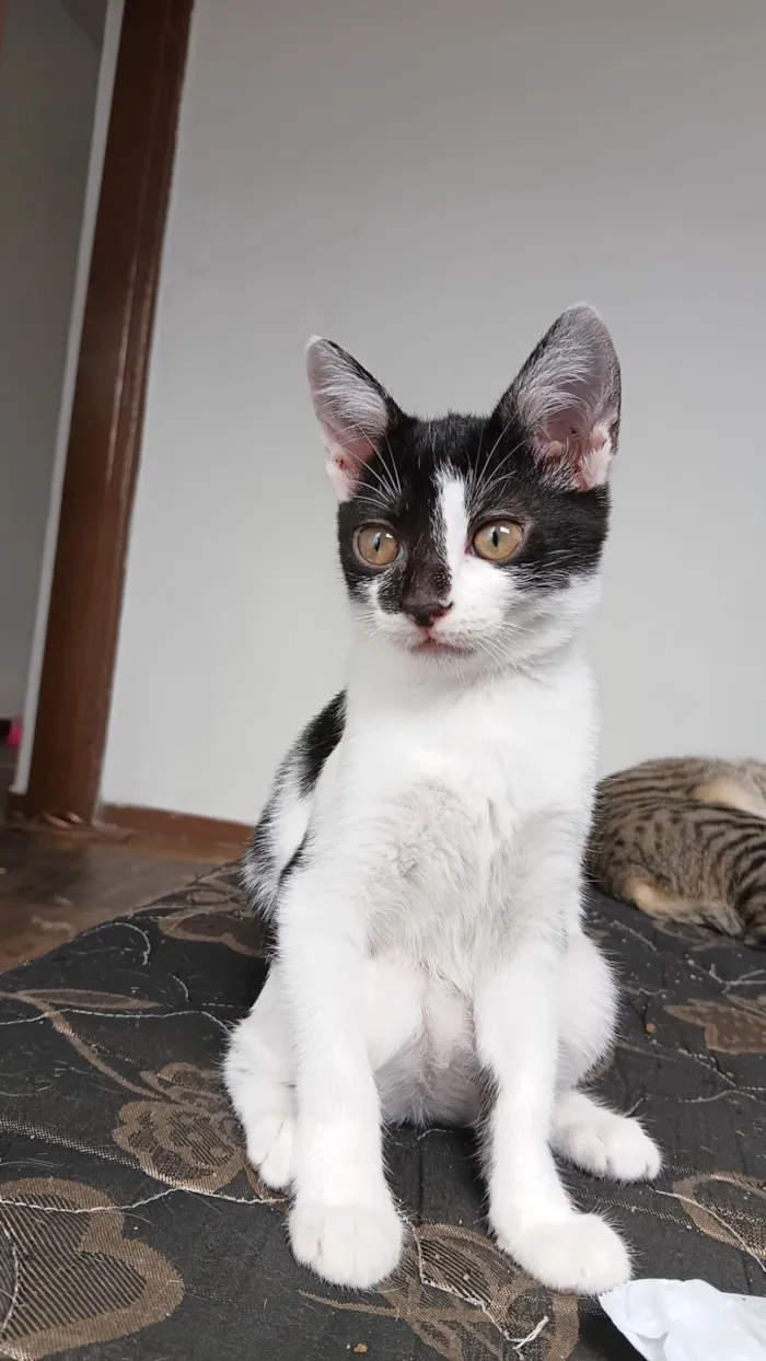 Gato raça SRD-ViraLata idade 2 a 6 meses nome srta Girassol
