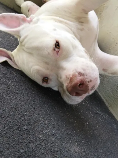 Cachorro raça Pit-Bull idade 3 anos nome Ravena