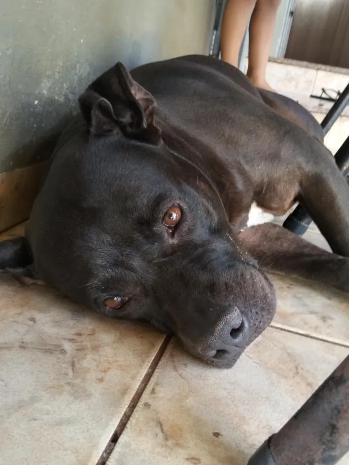 Cachorro raça Pit-Bull idade 6 ou mais anos nome Dara