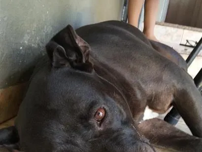 Cachorro raça Pit-Bull idade 6 ou mais anos nome Dara