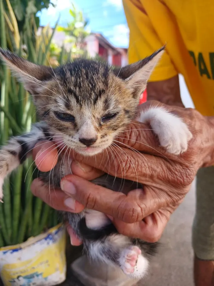 Gato raça SRD-ViraLata idade 2 a 6 meses nome Tadel