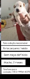 Cachorro raça SRD-ViraLata idade Abaixo de 2 meses nome Sem nome 