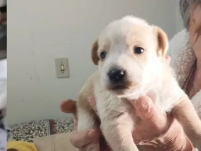 Cachorro raça SRD-ViraLata idade Abaixo de 2 meses nome Sem nome 