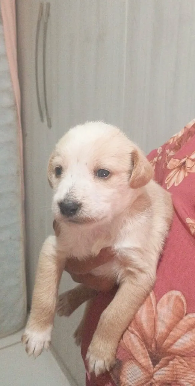 Cachorro raça SRD-ViraLata idade Abaixo de 2 meses nome Sem nome 