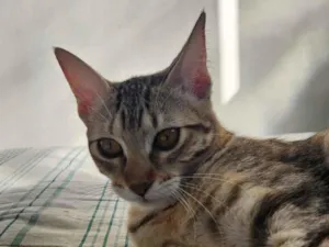 Gato raça SRD-ViraLata idade 7 a 11 meses nome Jujubas
