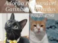 Ágata, Angela, Rafael e Theodoro 