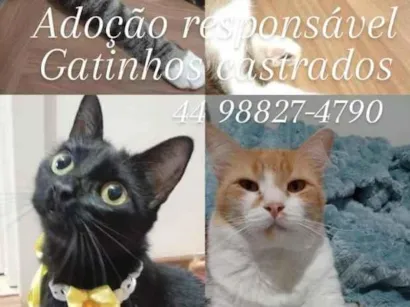 Gato raça SRD-ViraLata idade 2 anos nome Ágata, Angela, Rafael e Theodoro 