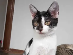 Gato raça SRD-ViraLata idade 2 a 6 meses nome srta Girassol