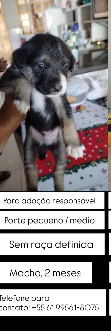 Cachorro raça SRD-ViraLata idade Abaixo de 2 meses nome Sem nome 