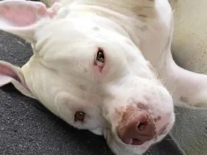 Cachorro raça Pit-Bull idade 3 anos nome Ravena