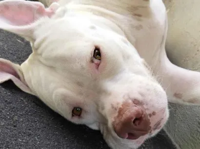 Cachorro raça Pit-Bull idade 3 anos nome Ravena